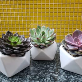 Three potted succulents in white geometric planters