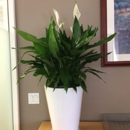 White peace lilies in a tall white planter