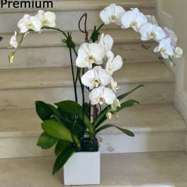 3 Orchids Plants Select arranged in a ceramic container. Elegant, fresh, and easy to care for.