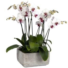 White orchids in a square gray planter