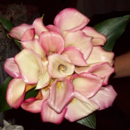 Bouquet of pink and cream calla lilies