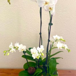 White orchids arranged in a round planter with green leaves