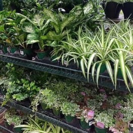 Assorted potted houseplants on metal shelves