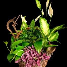 Basket planter with white peace lilies and assorted green and pink foliage