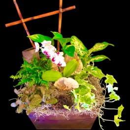 Tropical plant arrangement with white orchids in a wooden planter