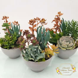 Medium Succulent Garden