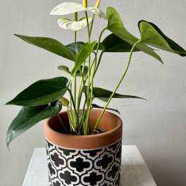 Potted anthurium plant with white blooms in a patterned ceramic pot