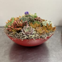 A shallow red bowl filled with assorted succulents