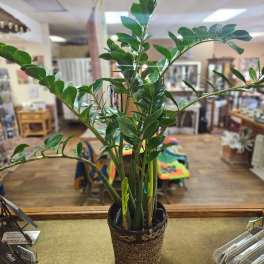 Potted green houseplant with glossy upright stems in a woven basket cover