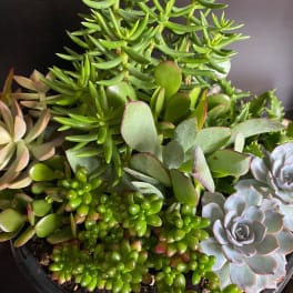 Assorted succulents in a shallow black pot