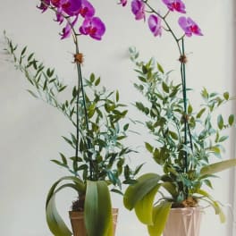Two potted orchids with purple blooms and green foliage
