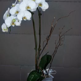 White orchid arrangement in a square gray container with decorative branches