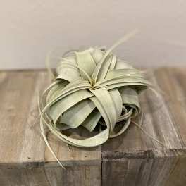 Pale green air plant resting on a wooden surface