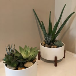 Two small succulent arrangements in white pots on a tabletop