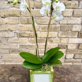 White orchid plant in a green square pot