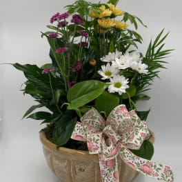 Mixed potted floral arrangement with daisies and a decorative ribbon bow