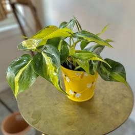 Potted green houseplant in a yellow bee-patterned container