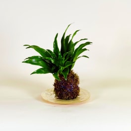 Potted green plant on a decorative plate