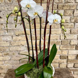 White orchids in a white ceramic pot with tall red stakes