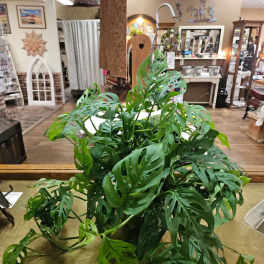 Trailing green houseplant with perforated leaves on a counter in a gift shop.