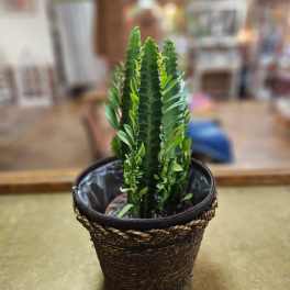 Potted succulent in a woven basket planter