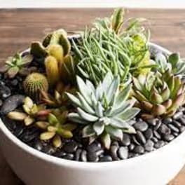 Assorted succulents in a white bowl planter with black stones