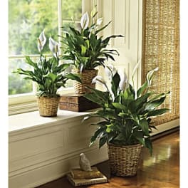 Three potted peace lilies in woven baskets arranged by a window.