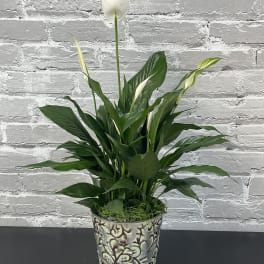 Peace Lily