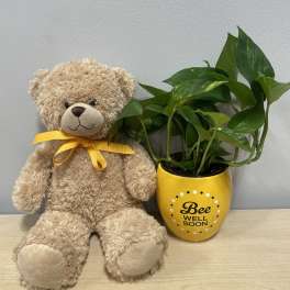 Teddy bear beside a potted plant in a yellow "Bee Well Soon" pot