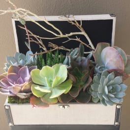 Succulent arrangement in a white box with branching twigs