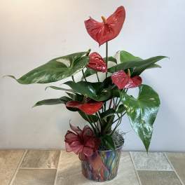 Potted anthurium plant with red blooms and glossy green leaves in a decorative container