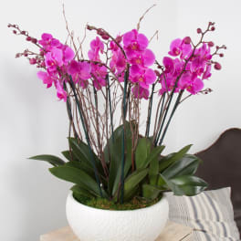 Pink orchid arrangement in a white textured pot