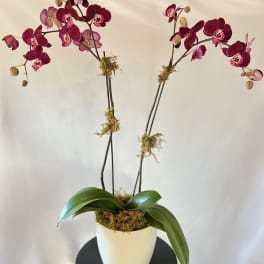 Potted orchid plant with deep pink blooms in a white container