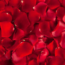 Close-up of scattered red rose petals