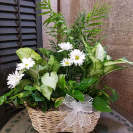 Basket arrangement of white daisies and green houseplants with a sheer bow
