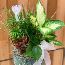 Potted green plant arrangement in a glass bowl with a white ribbon