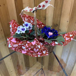 Basket of potted violets wrapped in heart-patterned paper