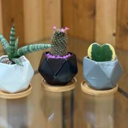 Three small potted succulents and cacti in geometric planters