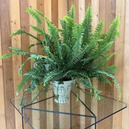 Potted fern in a decorative white planter on a glass table