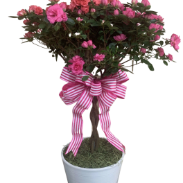 Pink flowering topiary plant in a white pot with a pink and white striped bow on the trunk