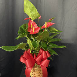 Potted anthurium plant with red blooms and a red ribbon in a woven basket