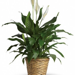 Potted peace lily plant in a woven basket planter