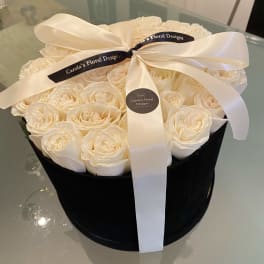 Cream roses arranged in a black round box with a white ribbon bow