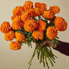 Bouquet of orange marigolds held in a hand