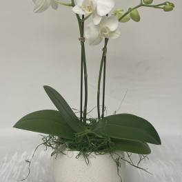 White phalaenopsis orchid plant with buds in a round white pot with trailing green moss.