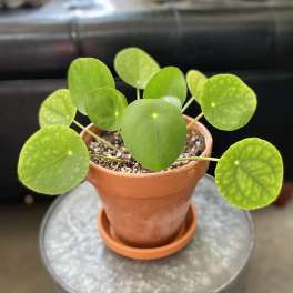 Potted plant with round green leaves in a terracotta pot
