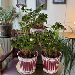 Three potted shamrock plants in red-and-white striped containers