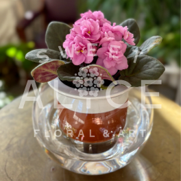 Potted plant with clusters of pink blooms in a white pot inside a clear glass container.