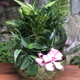 Potted green houseplant arrangement with a pink ribbon bow
