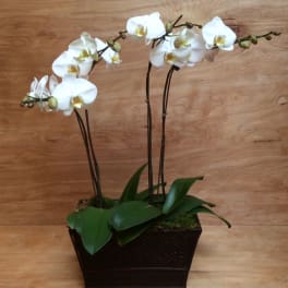 White orchid plant in a dark rectangular planter